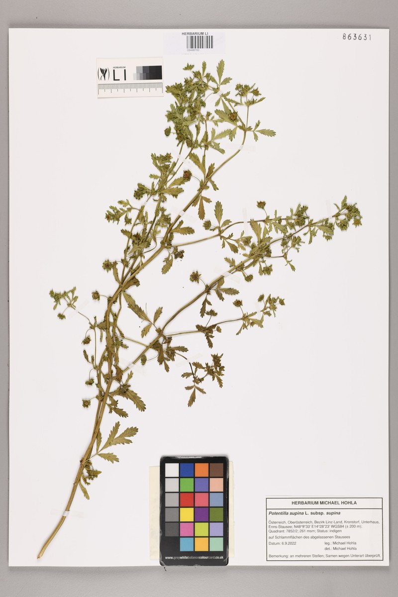 Potentilla supina subsp. supina photo 3