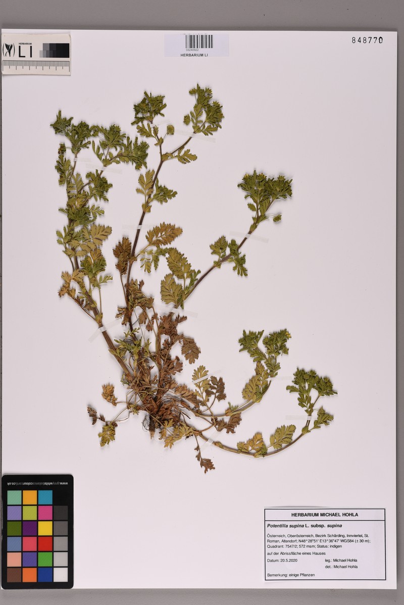 Potentilla supina subsp. supina photo 4