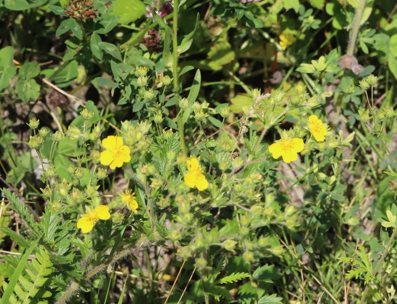 Potentilla tanacetifolia