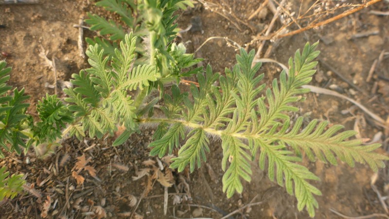 Potentilla tanacetifolia photo 2