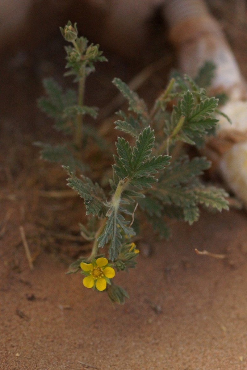 Potentilla tanacetifolia photo 3