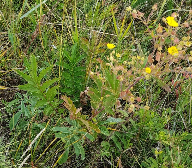 Potentilla tanacetifolia photo 4