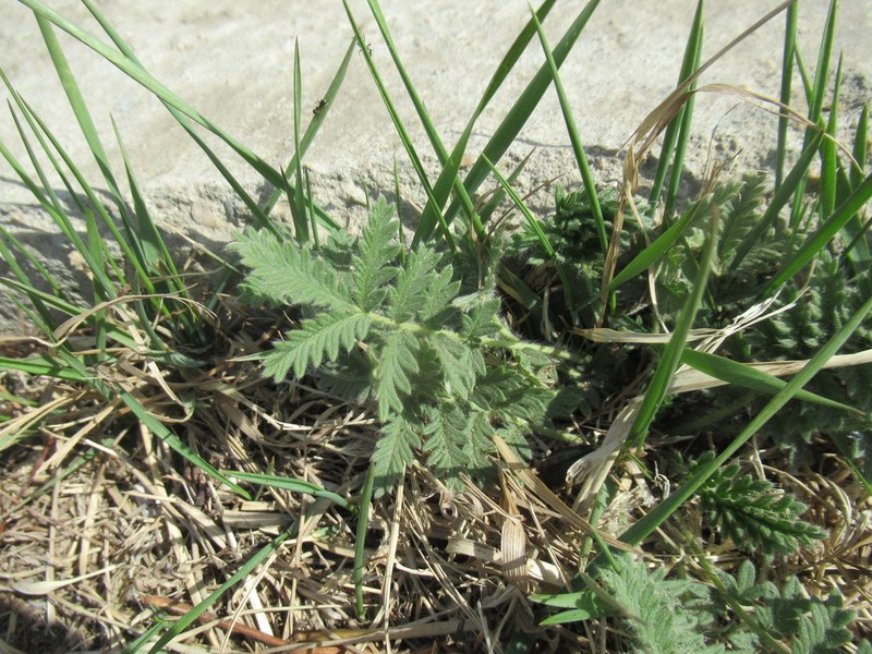 Potentilla tanacetifolia photo 5