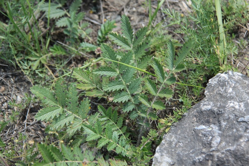 Potentilla tanacetifolia photo 6