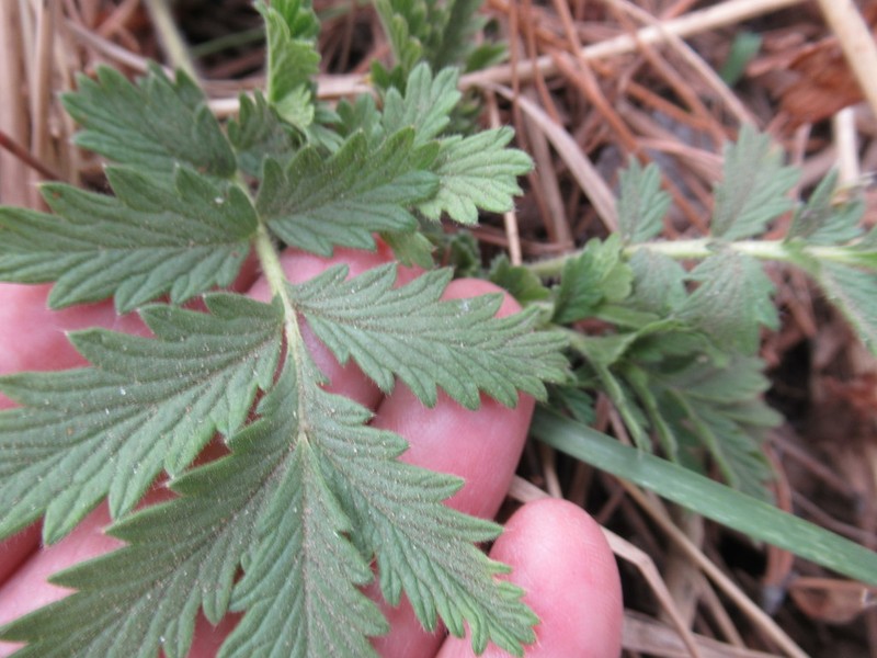 Potentilla tanacetifolia photo 7