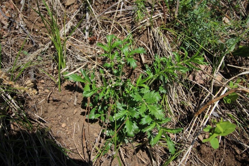 Potentilla tanacetifolia photo 8