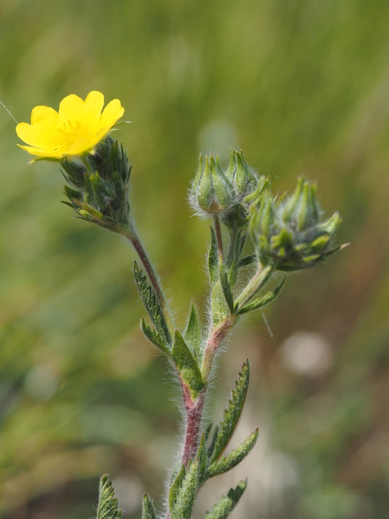 Potentilla taurica