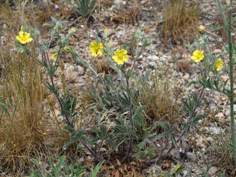 Potentilla taurica photo 2