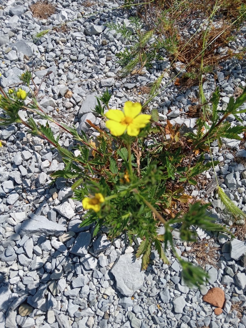 Potentilla taurica photo 3