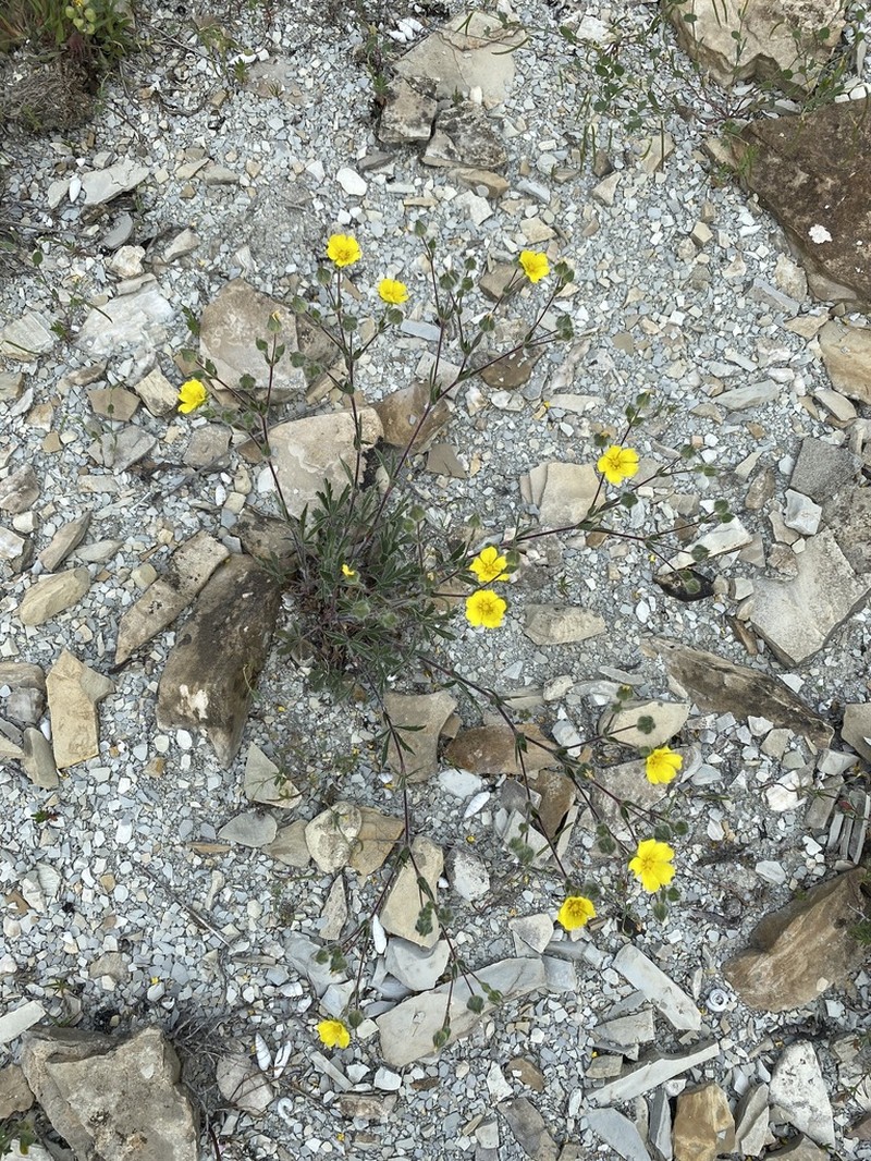 Potentilla taurica photo 4