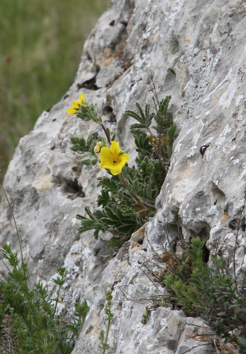 Potentilla taurica photo 5
