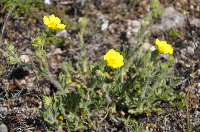Potentilla taurica photo 7