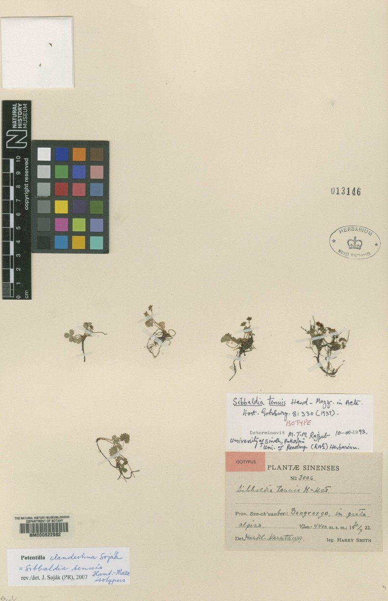 Potentilla tenuis