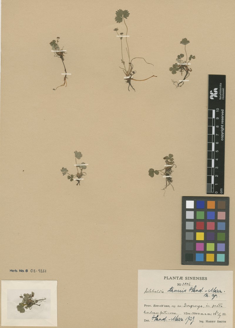 Potentilla tenuis photo 2