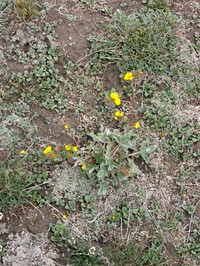 Potentilla tephroleuca