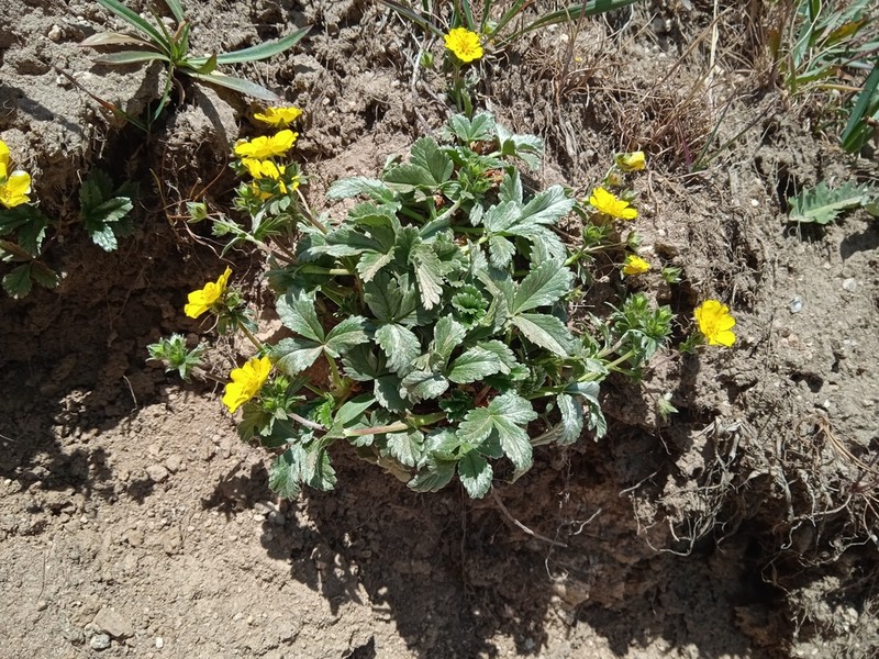 Potentilla tephroleuca photo 2