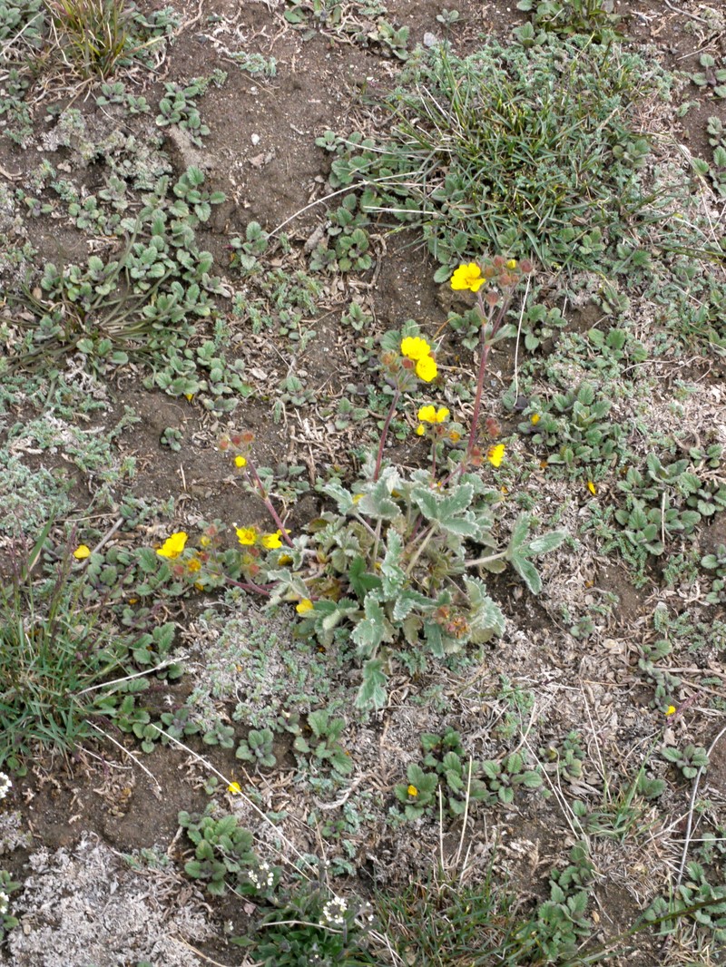 Potentilla tephroleuca photo 3