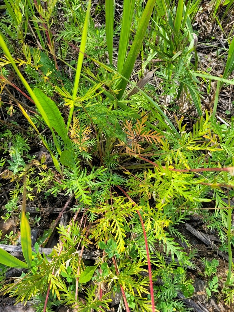 Potentilla tergemina