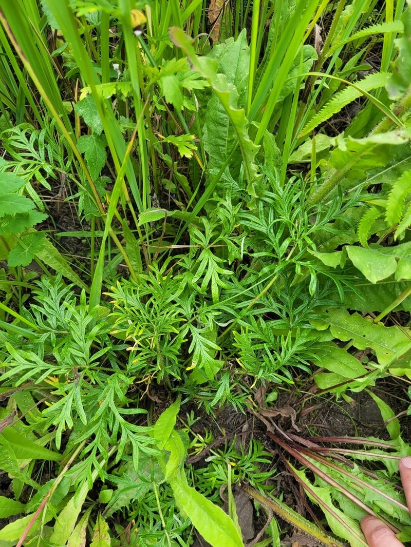 Potentilla tergemina photo 2
