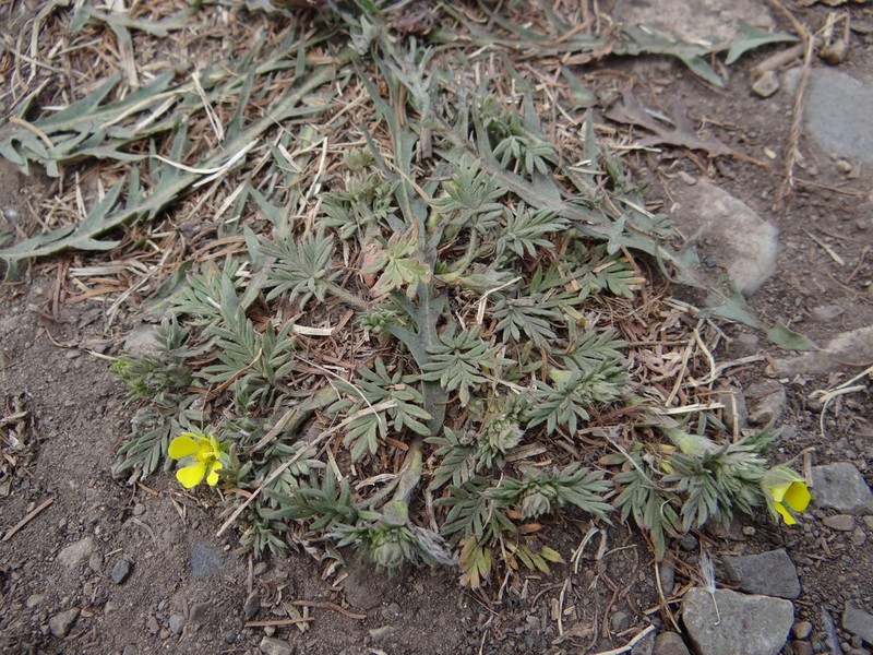 Potentilla tergemina photo 3