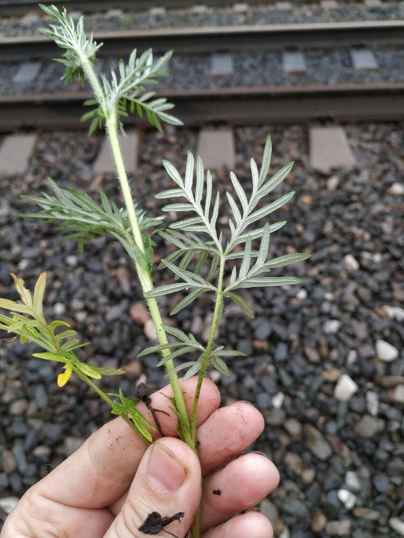 Potentilla tergemina photo 4