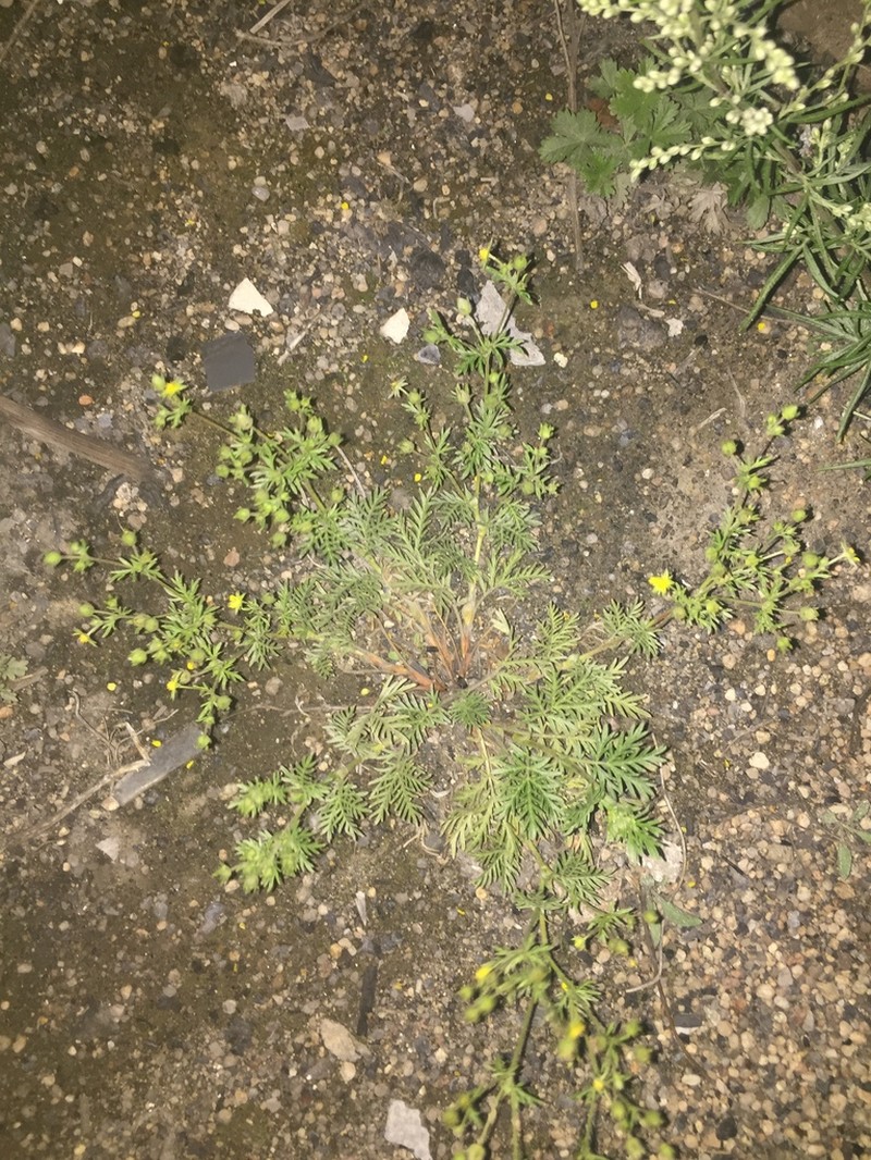 Potentilla tergemina photo 5