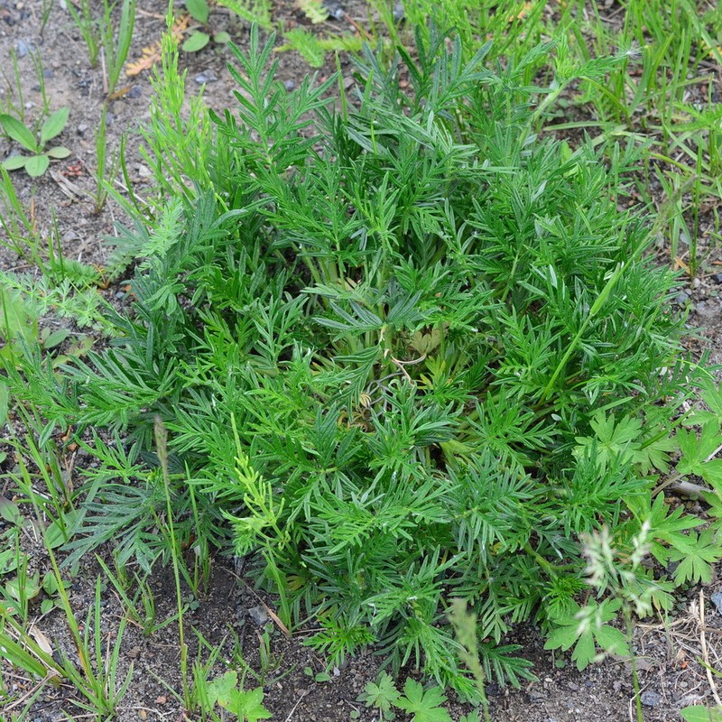 Potentilla tergemina photo 6