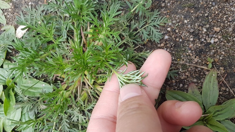 Potentilla tergemina photo 7