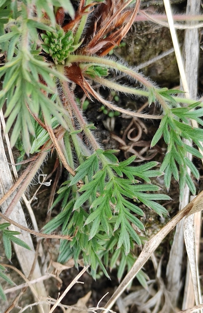 Potentilla tergemina photo 8