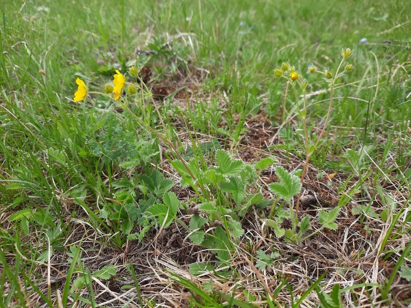 Potentilla tericholica photo 3