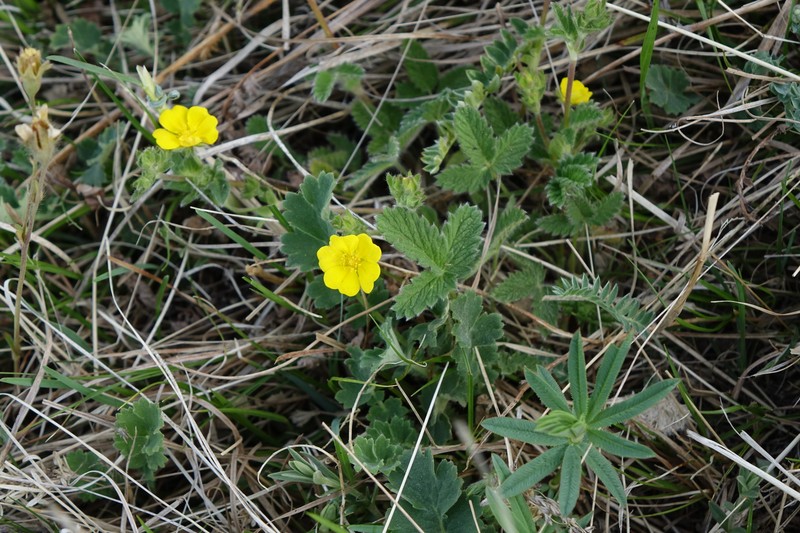 Potentilla tericholica photo 5