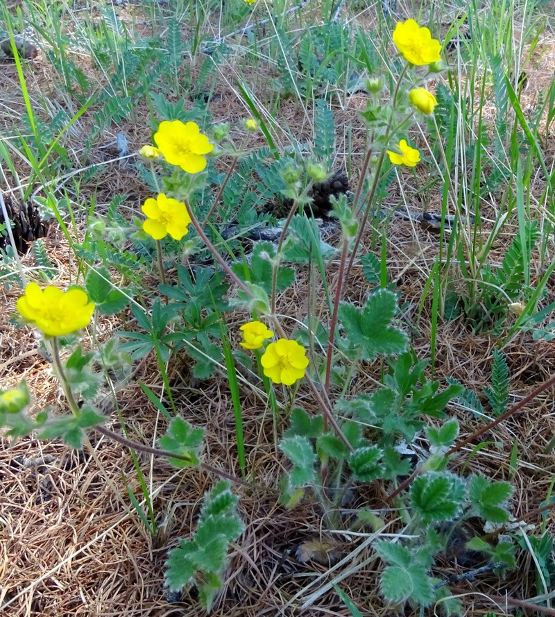 Potentilla tericholica photo 6