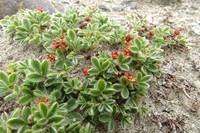 Potentilla tetrandra