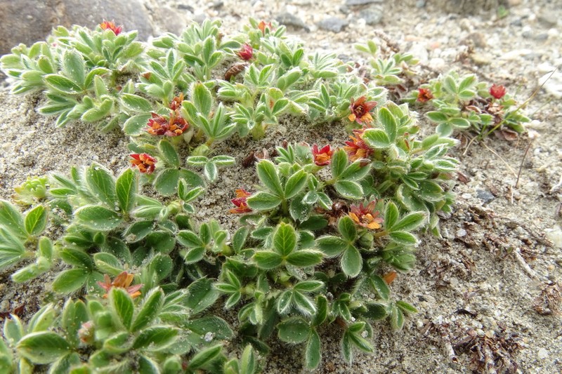 Potentilla tetrandra