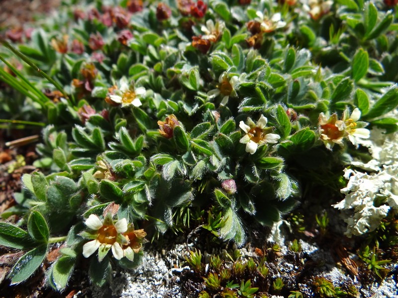Potentilla tetrandra photo 2