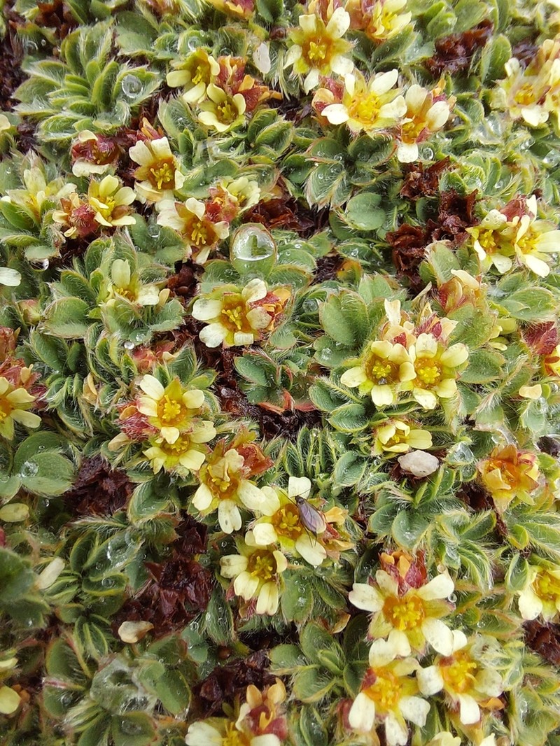 Potentilla tetrandra photo 3