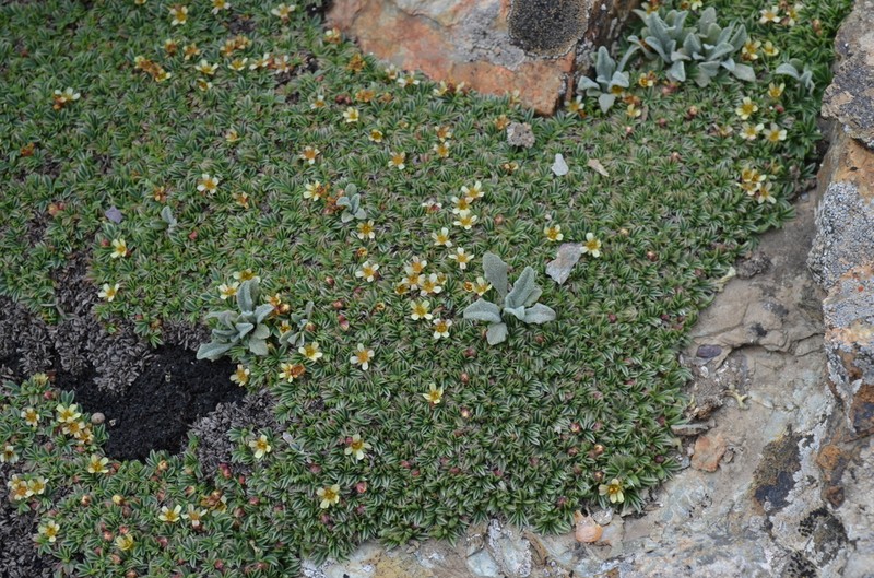 Potentilla tetrandra photo 5