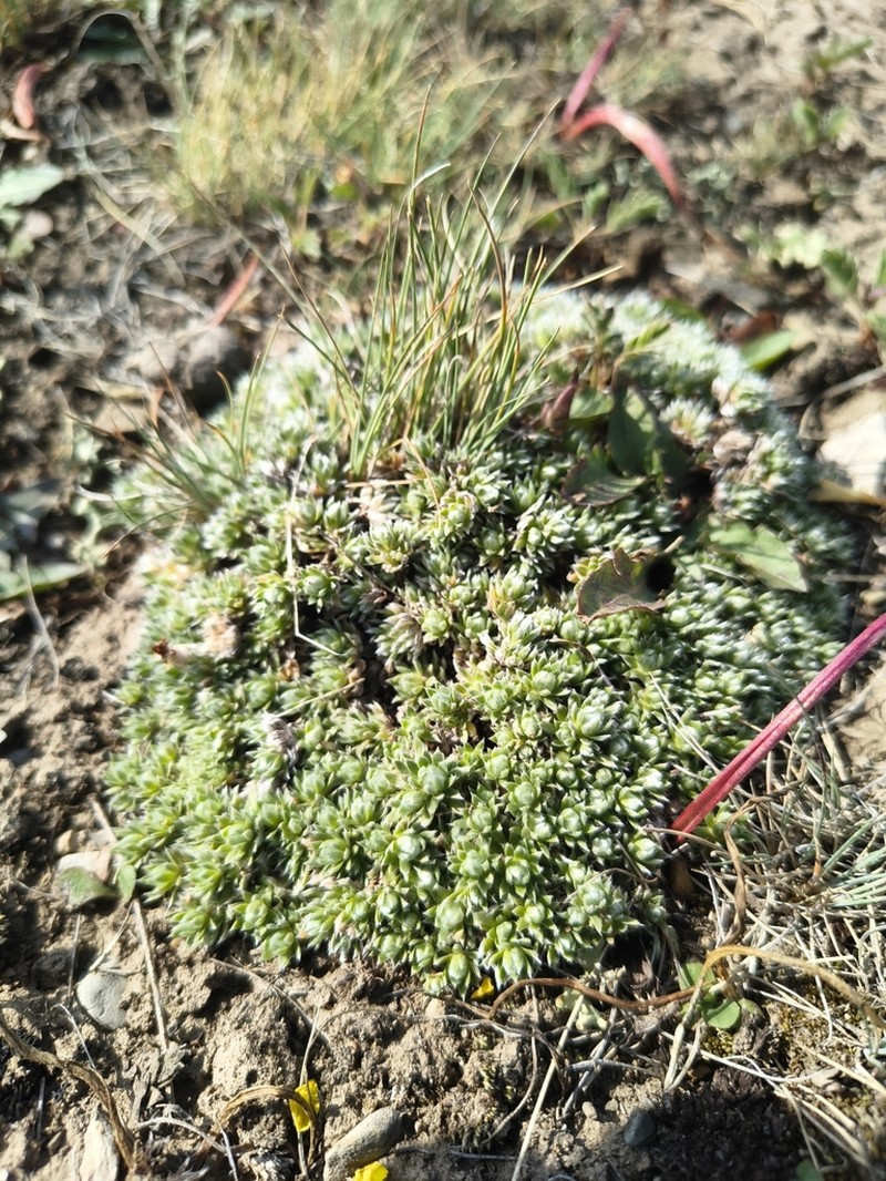 Potentilla tetrandra photo 6