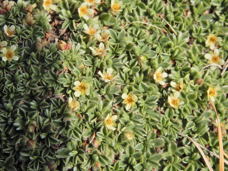 Potentilla tetrandra photo 7