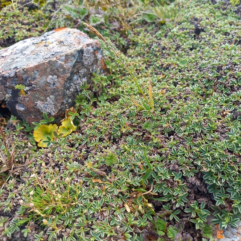 Potentilla tetrandra photo 8