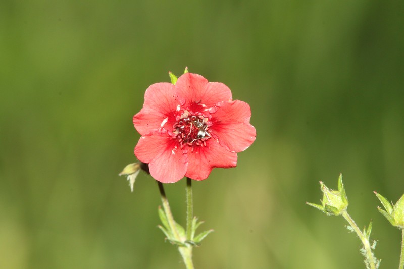 Scarlet Cinquefoil