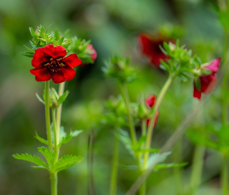 Scarlet Cinquefoil photo 2