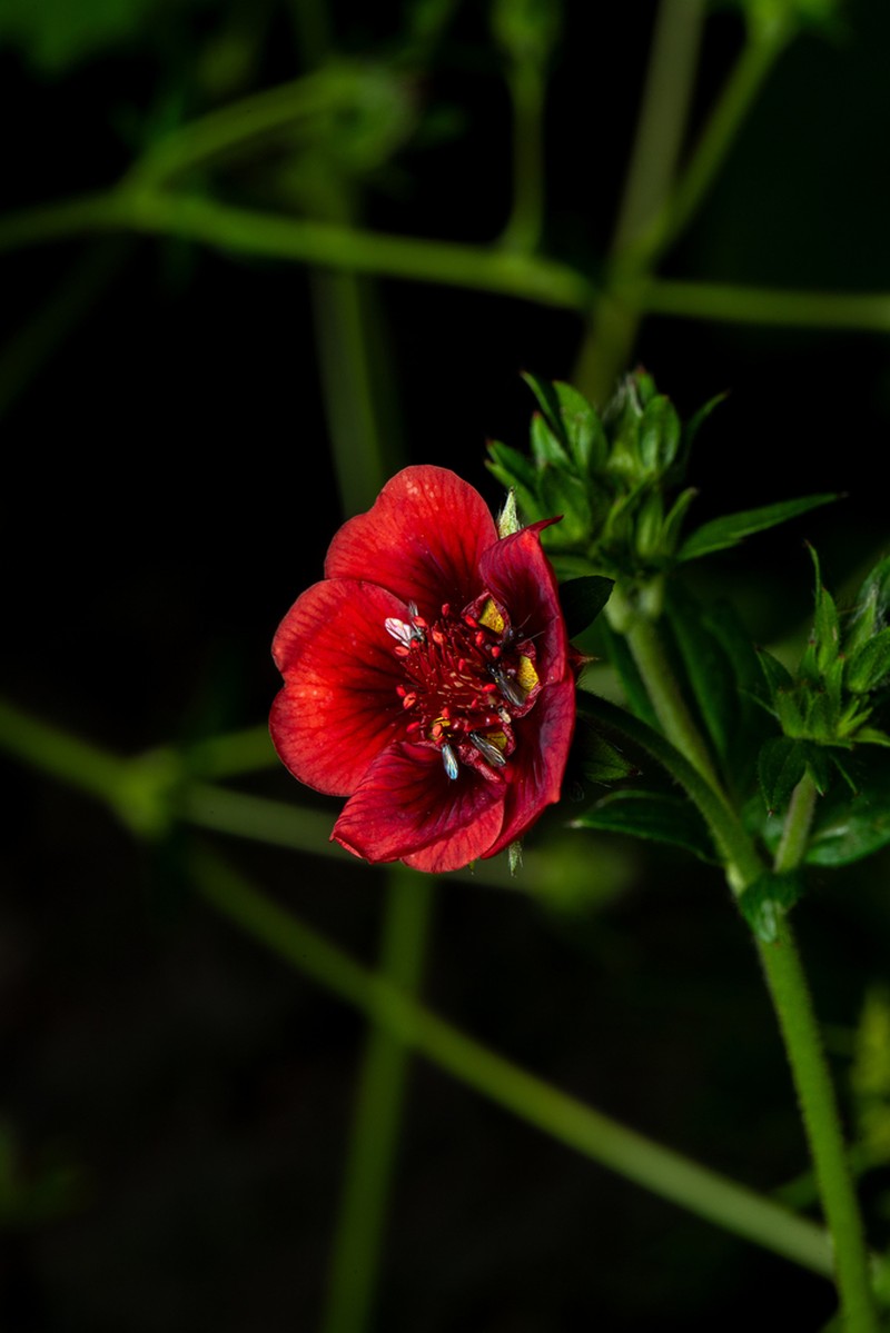 Scarlet Cinquefoil photo 3