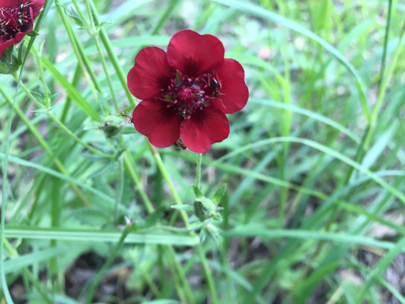 Scarlet Cinquefoil photo 4
