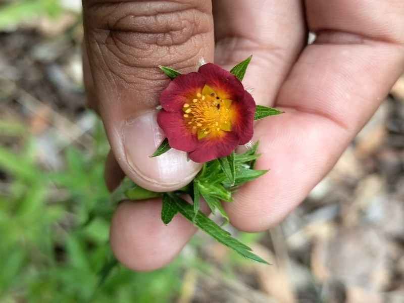Scarlet Cinquefoil photo 5