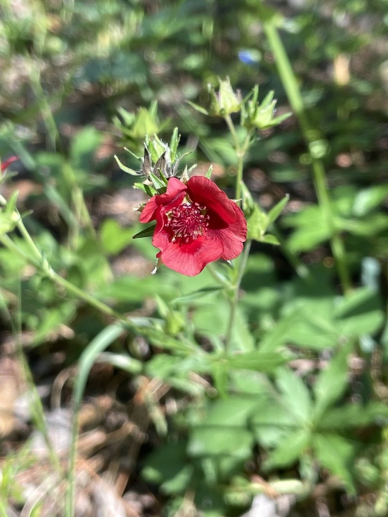 Scarlet Cinquefoil photo 6