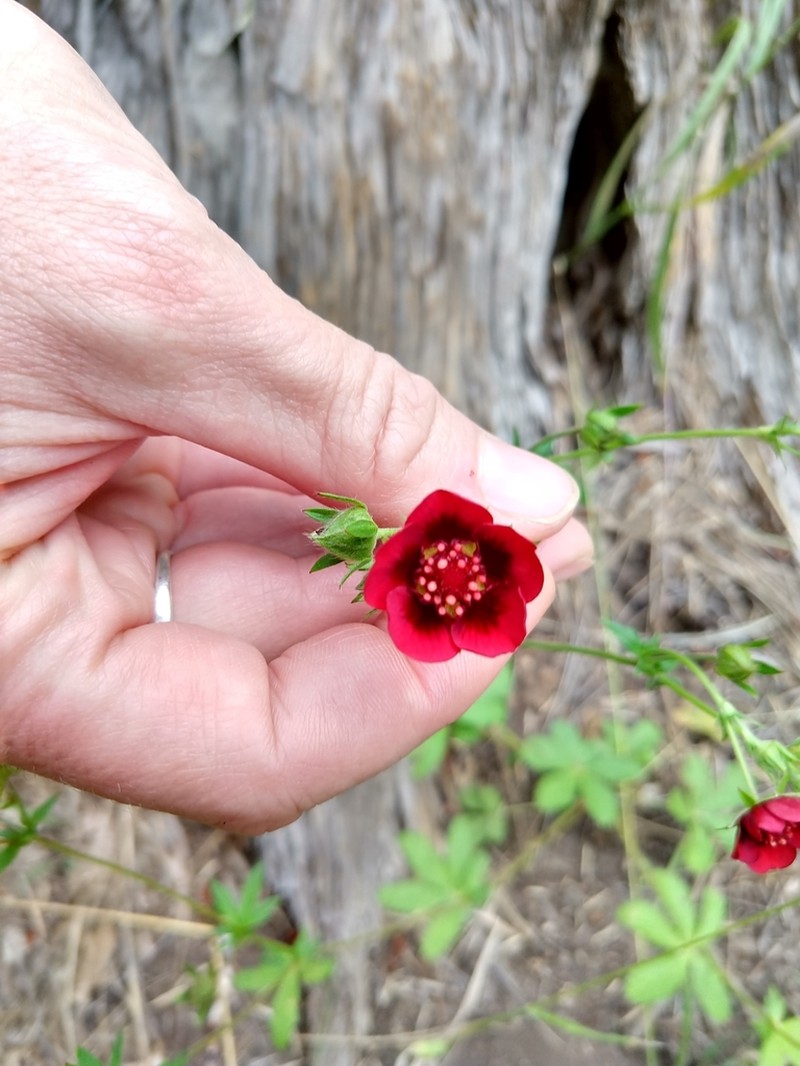 Scarlet Cinquefoil photo 7