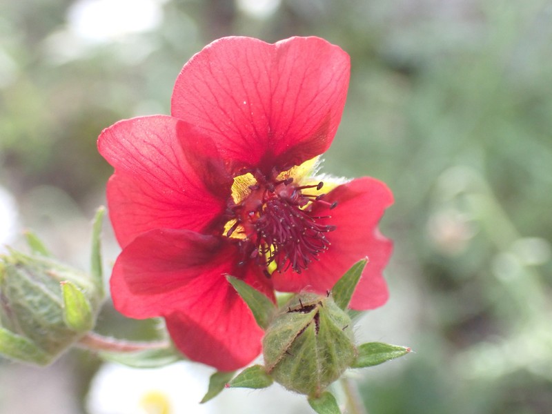 Potentilla thurberi var. atrorubens