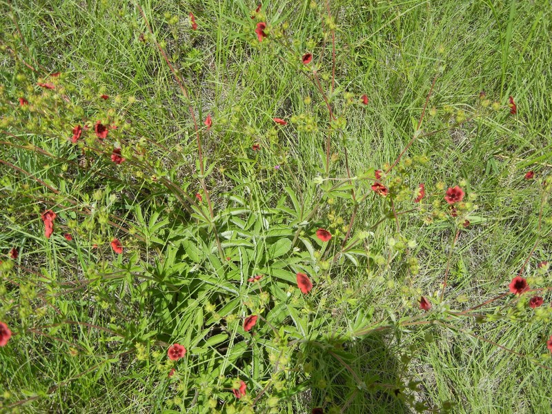 Potentilla thurberi var. atrorubens photo 2