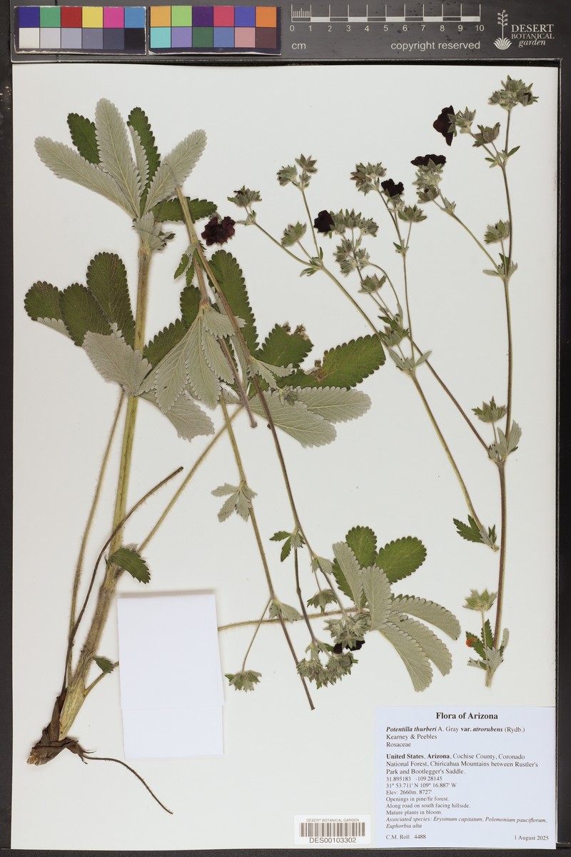 Potentilla thurberi var. atrorubens photo 3